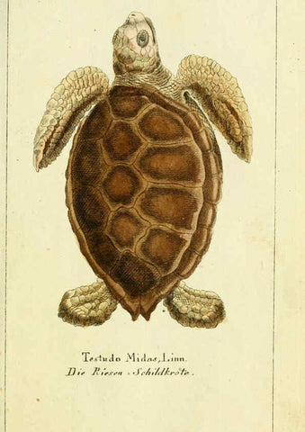 Reproducción/Reproduction 5987751707: Gemeinnüzzige Naturgeschichte des Thierreichs bd. 4 plates Berlin ;bei Gottlieb August Lange,1780-1789