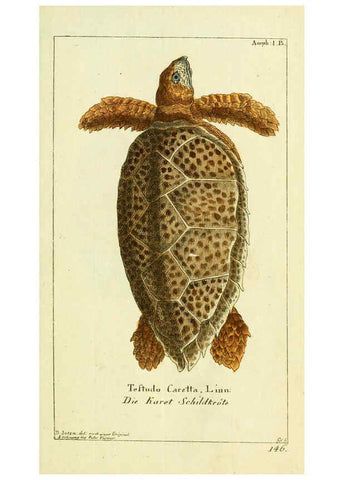 Reproducción/Reproduction 5988315446: Gemeinnüzzige Naturgeschichte des Thierreichs bd. 4 plates Berlin ;bei Gottlieb August Lange,1780-1789