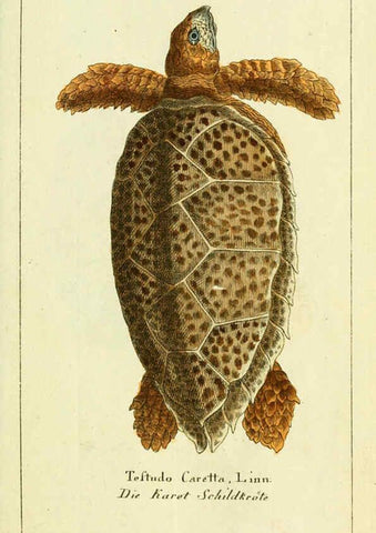 Reproducción/Reproduction 5988315446: Gemeinnüzzige Naturgeschichte des Thierreichs bd. 4 plates Berlin ;bei Gottlieb August Lange,1780-1789