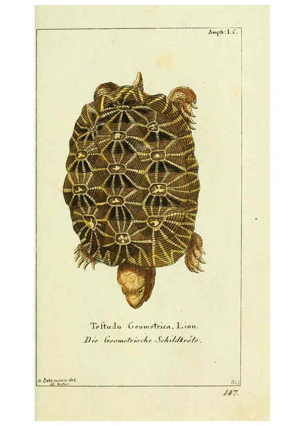 Reproducción/Reproduction 5988315664: Gemeinnüzzige Naturgeschichte des Thierreichs bd. 4 plates Berlin ;bei Gottlieb August Lange,1780-1789