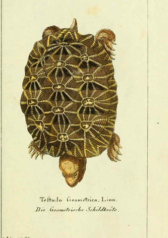 Reproducción/Reproduction 5988315664: Gemeinnüzzige Naturgeschichte des Thierreichs bd. 4 plates Berlin ;bei Gottlieb August Lange,1780-1789
