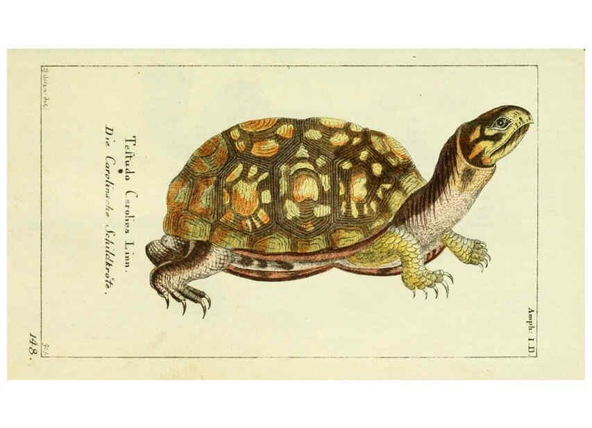 Reproducción/Reproduction 5988316010: Gemeinnüzzige Naturgeschichte des Thierreichs bd. 4 plates Berlin ;bei Gottlieb August Lange,1780-1789