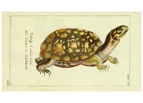 Reproducción/Reproduction 5988316010: Gemeinnüzzige Naturgeschichte des Thierreichs bd. 4 plates Berlin ;bei Gottlieb August Lange,1780-1789
