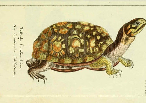 Reproducción/Reproduction 5988316010: Gemeinnüzzige Naturgeschichte des Thierreichs bd. 4 plates Berlin ;bei Gottlieb August Lange,1780-1789