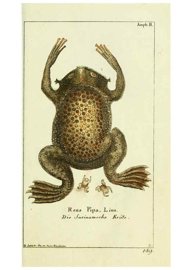 Reproducción/Reproduction 5988316258: Gemeinnüzzige Naturgeschichte des Thierreichs bd. 4 plates Berlin ;bei Gottlieb August Lange,1780-1789