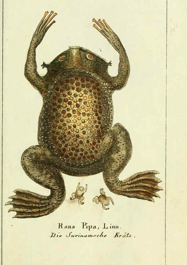 Reproducción/Reproduction 5988316258: Gemeinnüzzige Naturgeschichte des Thierreichs bd. 4 plates Berlin ;bei Gottlieb August Lange,1780-1789