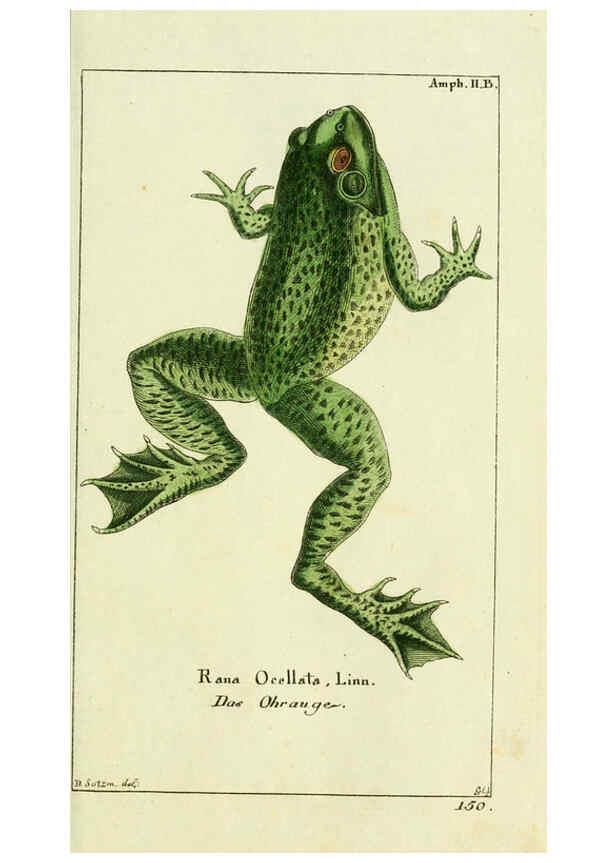 Reproducción/Reproduction 5988316480: Gemeinnüzzige Naturgeschichte des Thierreichs bd. 4 plates Berlin ;bei Gottlieb August Lange,1780-1789
