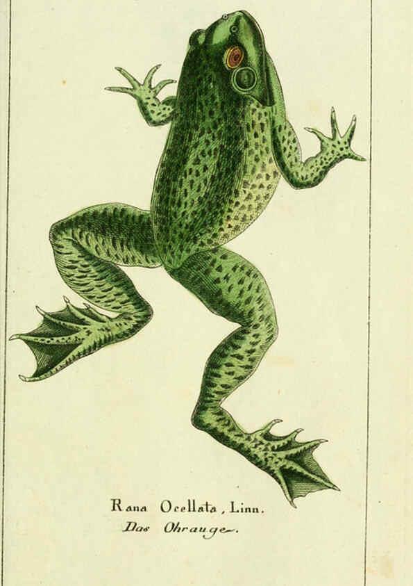 Reproducción/Reproduction 5988316480: Gemeinnüzzige Naturgeschichte des Thierreichs bd. 4 plates Berlin ;bei Gottlieb August Lange,1780-1789