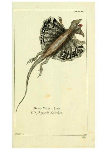 Reproducción/Reproduction 5987753391: Gemeinnüzzige Naturgeschichte des Thierreichs bd. 4 plates Berlin ;bei Gottlieb August Lange,1780-1789