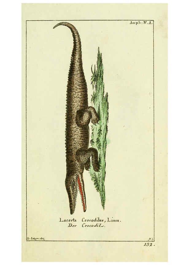 Reproducción/Reproduction 5988317040: Gemeinnüzzige Naturgeschichte des Thierreichs bd. 4 plates Berlin ;bei Gottlieb August Lange,1780-1789