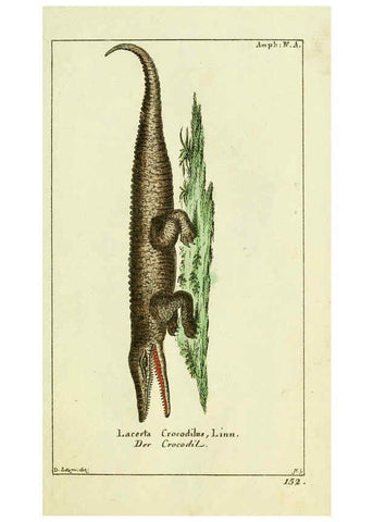 Reproducción/Reproduction 5988317040: Gemeinnüzzige Naturgeschichte des Thierreichs bd. 4 plates Berlin ;bei Gottlieb August Lange,1780-1789