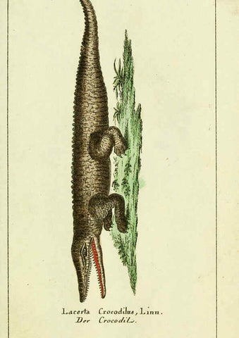 Reproducción/Reproduction 5988317040: Gemeinnüzzige Naturgeschichte des Thierreichs bd. 4 plates Berlin ;bei Gottlieb August Lange,1780-1789