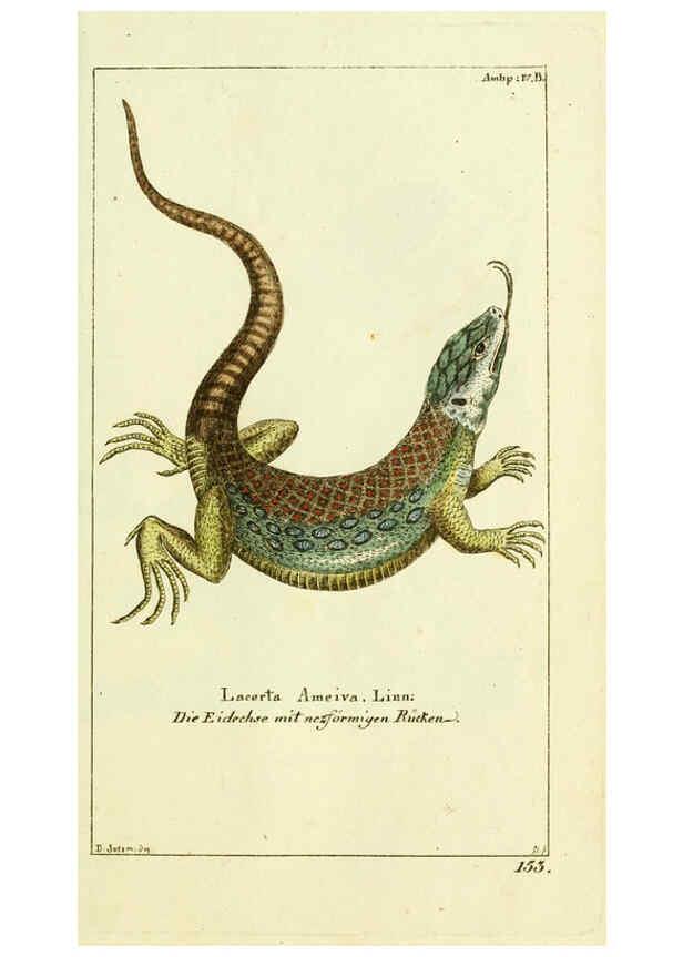 Reproducción/Reproduction 5987754251: Gemeinnüzzige Naturgeschichte des Thierreichs bd. 4 plates Berlin ;bei Gottlieb August Lange,1780-1789