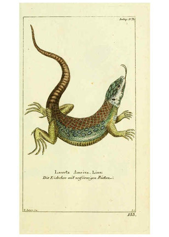 Reproducción/Reproduction 5987754251: Gemeinnüzzige Naturgeschichte des Thierreichs bd. 4 plates Berlin ;bei Gottlieb August Lange,1780-1789