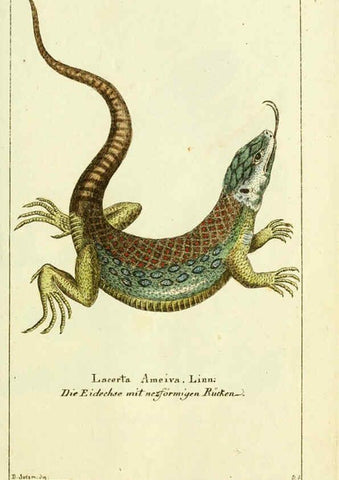 Reproducción/Reproduction 5987754251: Gemeinnüzzige Naturgeschichte des Thierreichs bd. 4 plates Berlin ;bei Gottlieb August Lange,1780-1789