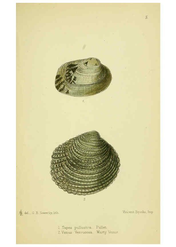 Reproducción/Reproduction 5988082410: The edible Mollusca of Great Britain and Ireland London :L. Reeve & Co.[1884] 