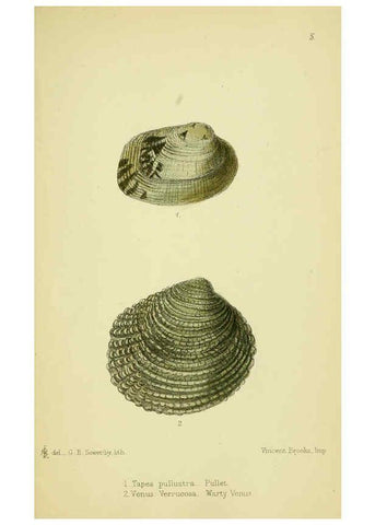 Reproducción/Reproduction 5988082410: The edible Mollusca of Great Britain and Ireland London :L. Reeve & Co.[1884] 