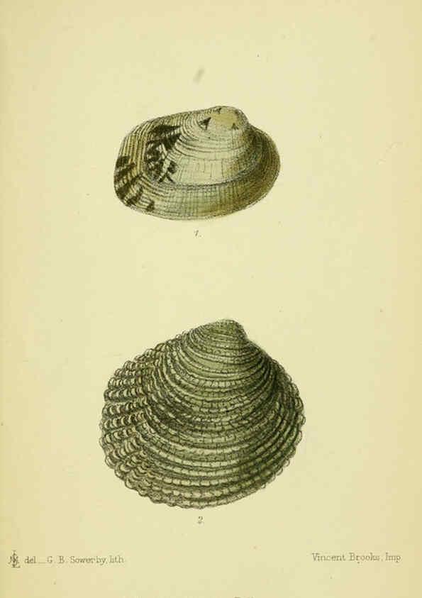 Reproducción/Reproduction 5988082410: The edible Mollusca of Great Britain and Ireland London :L. Reeve & Co.[1884] 