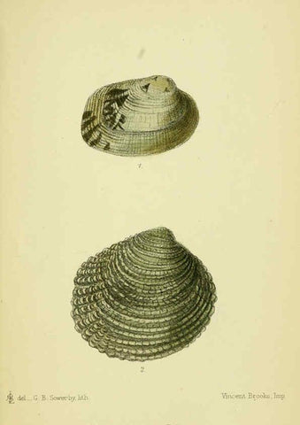 Reproducción/Reproduction 5988082410: The edible Mollusca of Great Britain and Ireland London :L. Reeve & Co.[1884] 