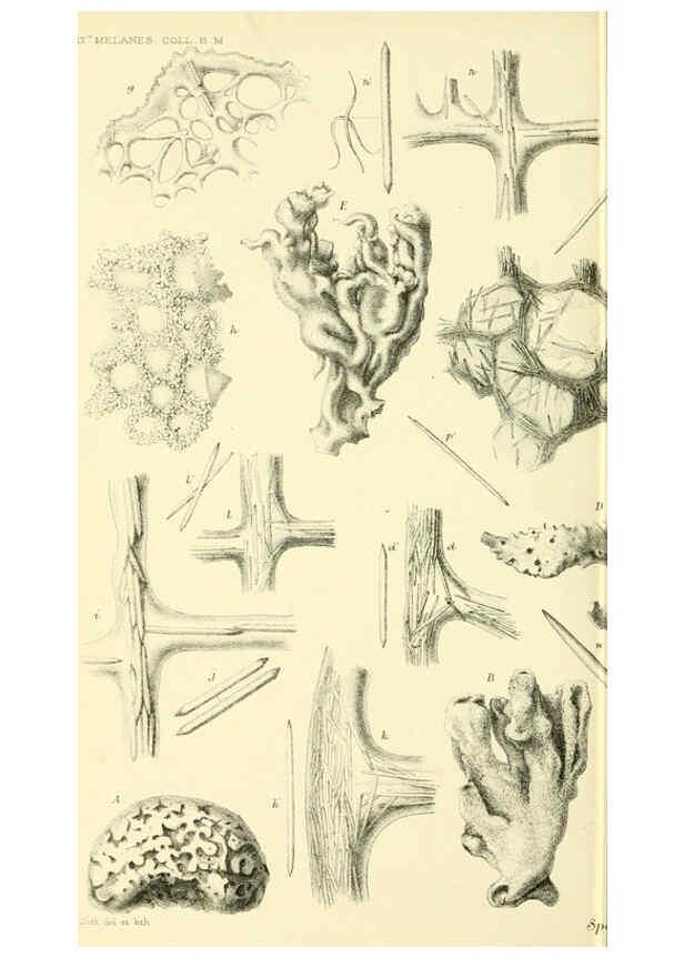 Reproducción/Reproduction 5987501479: Report on the zoological collections made in the Indo-Pacific Ocean during the voyage of H.M.S. 'Alert' 1881-2. London :Printed by order of the Trustees,1884