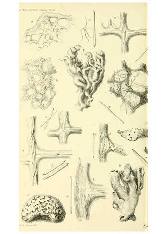 Reproducción/Reproduction 5987501479: Report on the zoological collections made in the Indo-Pacific Ocean during the voyage of H.M.S. 'Alert' 1881-2. London :Printed by order of the Trustees,1884