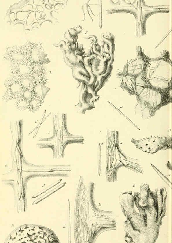 Reproducción/Reproduction 5987501479: Report on the zoological collections made in the Indo-Pacific Ocean during the voyage of H.M.S. 'Alert' 1881-2. London :Printed by order of the Trustees,1884