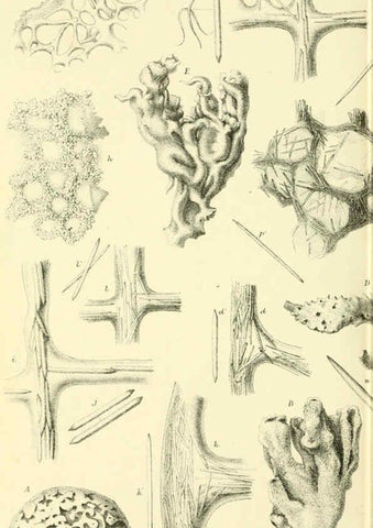 Reproducción/Reproduction 5987501479: Report on the zoological collections made in the Indo-Pacific Ocean during the voyage of H.M.S. 'Alert' 1881-2. London :Printed by order of the Trustees,1884