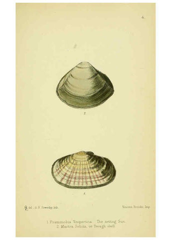 Reproducción/Reproduction 5988082170: The edible Mollusca of Great Britain and Ireland London :L. Reeve & Co.[1884] 