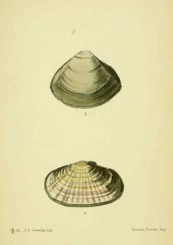 Reproducción/Reproduction 5988082170: The edible Mollusca of Great Britain and Ireland London :L. Reeve & Co.[1884] 