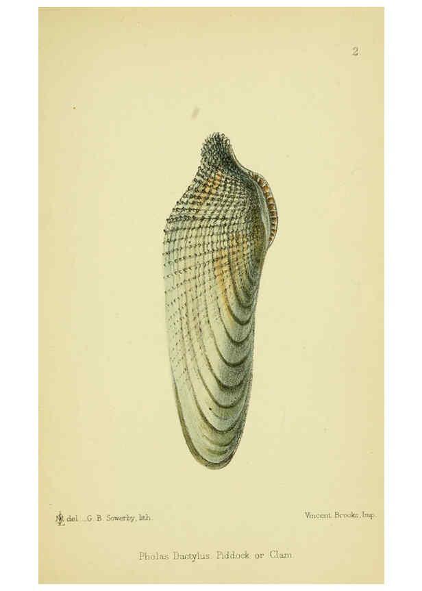 Reproducción/Reproduction 5988081622: The edible Mollusca of Great Britain and Ireland London :L. Reeve & Co.[1884] 
