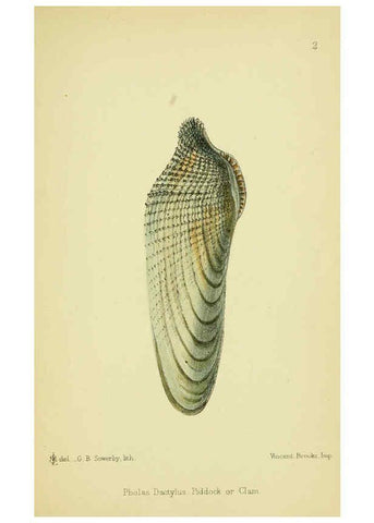 Reproducción/Reproduction 5988081622: The edible Mollusca of Great Britain and Ireland London :L. Reeve & Co.[1884] 