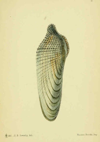 Reproducción/Reproduction 5988081622: The edible Mollusca of Great Britain and Ireland London :L. Reeve & Co.[1884] 