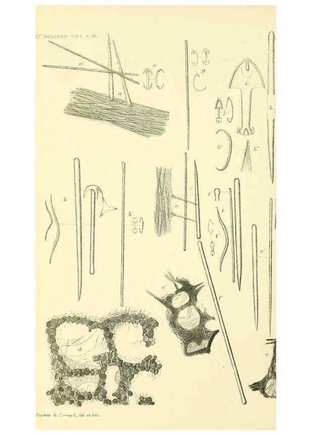 Reproducción/Reproduction 5988065136: Report on the zoological collections made in the Indo-Pacific Ocean during the voyage of H.M.S. 'Alert' 1881-2. London :Printed by order of the Trustees,1884