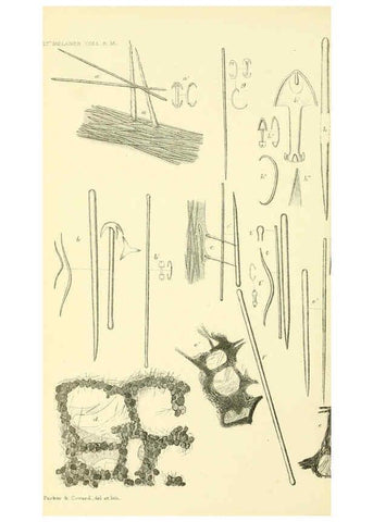 Reproducción/Reproduction 5988065136: Report on the zoological collections made in the Indo-Pacific Ocean during the voyage of H.M.S. 'Alert' 1881-2. London :Printed by order of the Trustees,1884