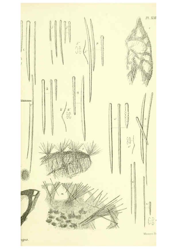 Reproducción/Reproduction 5988065590: Report on the zoological collections made in the Indo-Pacific Ocean during the voyage of H.M.S. 'Alert' 1881-2. London :Printed by order of the Trustees,1884