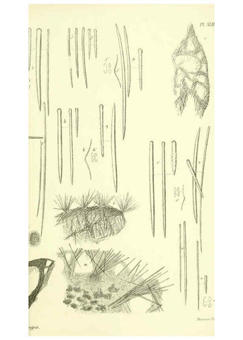 Reproducción/Reproduction 5988065590: Report on the zoological collections made in the Indo-Pacific Ocean during the voyage of H.M.S. 'Alert' 1881-2. London :Printed by order of the Trustees,1884