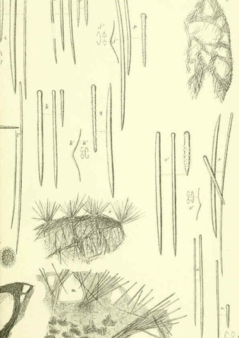 Reproducción/Reproduction 5988065590: Report on the zoological collections made in the Indo-Pacific Ocean during the voyage of H.M.S. 'Alert' 1881-2. London :Printed by order of the Trustees,1884