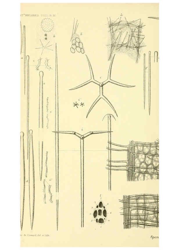 Reproducción/Reproduction 5988066110: Report on the zoological collections made in the Indo-Pacific Ocean during the voyage of H.M.S. 'Alert' 1881-2. London :Printed by order of the Trustees,1884