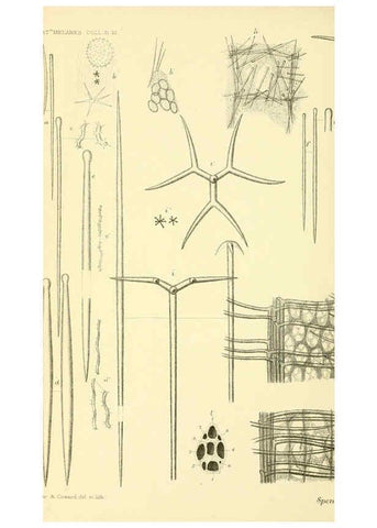 Reproducción/Reproduction 5988066110: Report on the zoological collections made in the Indo-Pacific Ocean during the voyage of H.M.S. 'Alert' 1881-2. London :Printed by order of the Trustees,1884
