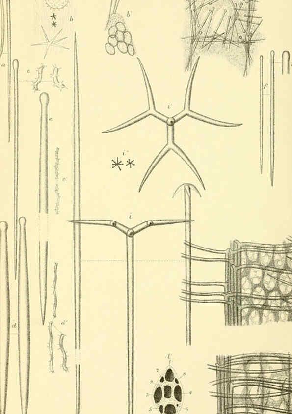 Reproducción/Reproduction 5988066110: Report on the zoological collections made in the Indo-Pacific Ocean during the voyage of H.M.S. 'Alert' 1881-2. London :Printed by order of the Trustees,1884