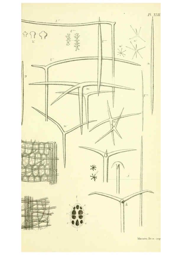 Reproducción/Reproduction 5988066364: Report on the zoological collections made in the Indo-Pacific Ocean during the voyage of H.M.S. 'Alert' 1881-2. London :Printed by order of the Trustees,1884