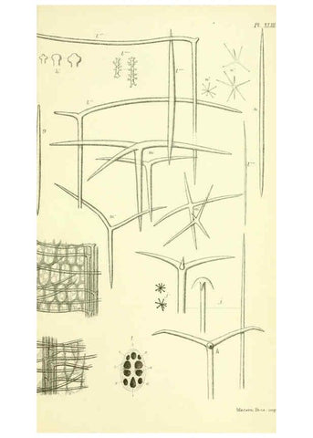 Reproducción/Reproduction 5988066364: Report on the zoological collections made in the Indo-Pacific Ocean during the voyage of H.M.S. 'Alert' 1881-2. London :Printed by order of the Trustees,1884