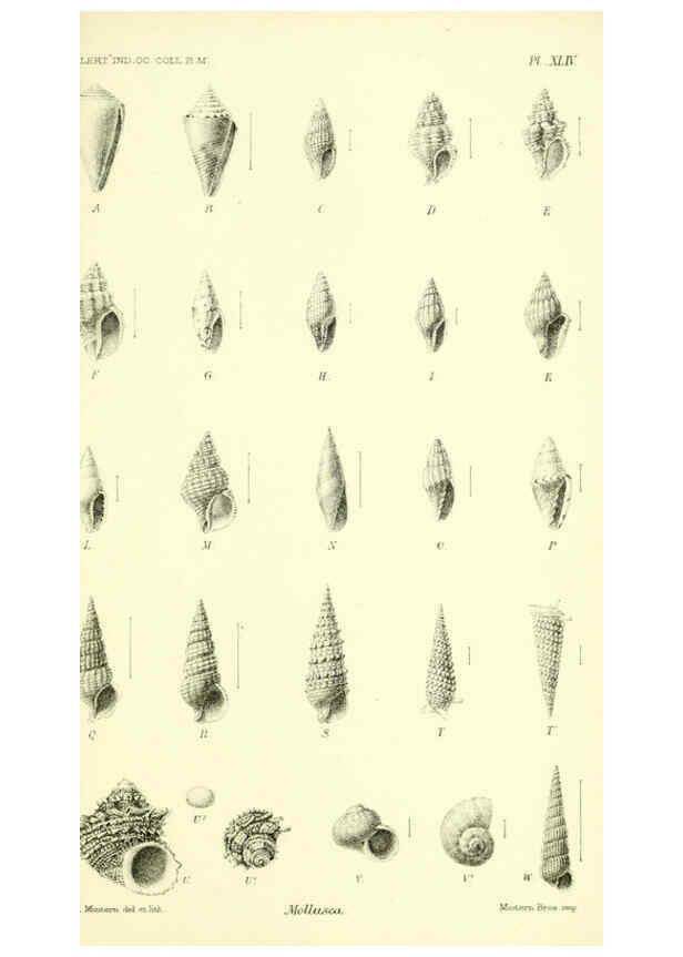 Reproducción/Reproduction 5988066722: Report on the zoological collections made in the Indo-Pacific Ocean during the voyage of H.M.S. 'Alert' 1881-2. London :Printed by order of the Trustees,1884