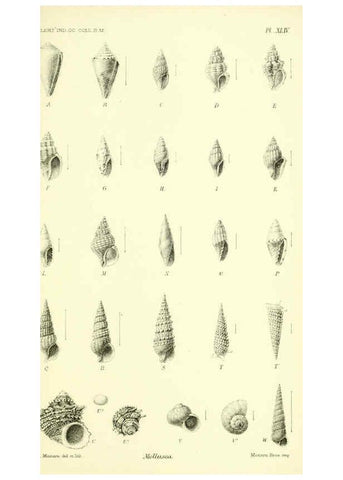 Reproducción/Reproduction 5988066722: Report on the zoological collections made in the Indo-Pacific Ocean during the voyage of H.M.S. 'Alert' 1881-2. London :Printed by order of the Trustees,1884