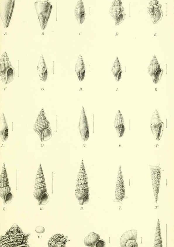 Reproducción/Reproduction 5988066722: Report on the zoological collections made in the Indo-Pacific Ocean during the voyage of H.M.S. 'Alert' 1881-2. London :Printed by order of the Trustees,1884