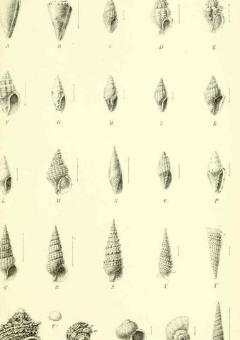 Reproducción/Reproduction 5988066722: Report on the zoological collections made in the Indo-Pacific Ocean during the voyage of H.M.S. 'Alert' 1881-2. London :Printed by order of the Trustees,1884