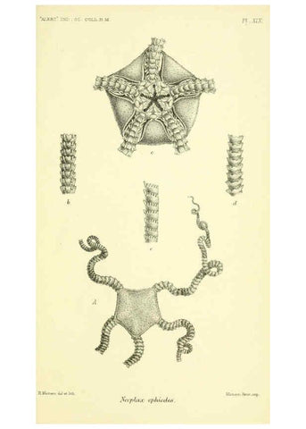 Reproducción/Reproduction 5987503741: Report on the zoological collections made in the Indo-Pacific Ocean during the voyage of H.M.S. 'Alert' 1881-2. London :Printed by order of the Trustees,1884