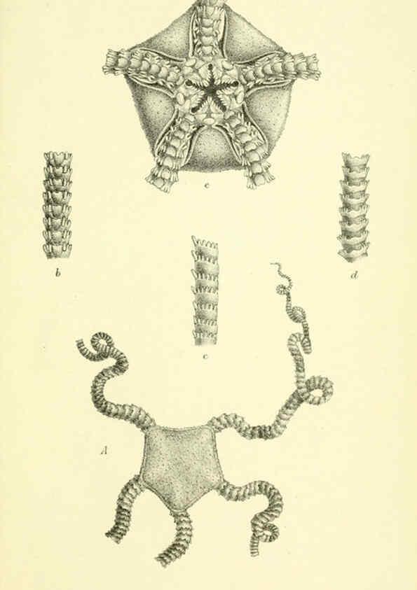 Reproducción/Reproduction 5987503741: Report on the zoological collections made in the Indo-Pacific Ocean during the voyage of H.M.S. 'Alert' 1881-2. London :Printed by order of the Trustees,1884