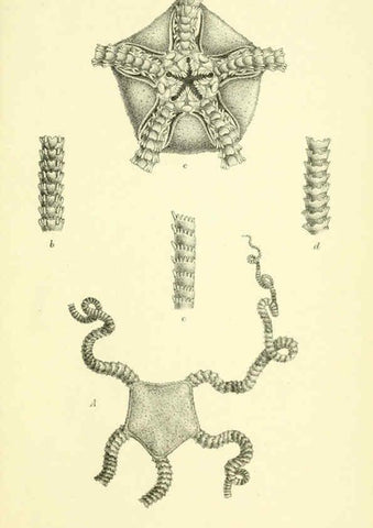 Reproducción/Reproduction 5987503741: Report on the zoological collections made in the Indo-Pacific Ocean during the voyage of H.M.S. 'Alert' 1881-2. London :Printed by order of the Trustees,1884