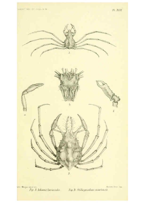 Reproducción/Reproduction 5987504049: Report on the zoological collections made in the Indo-Pacific Ocean during the voyage of H.M.S. 'Alert' 1881-2. London :Printed by order of the Trustees,1884